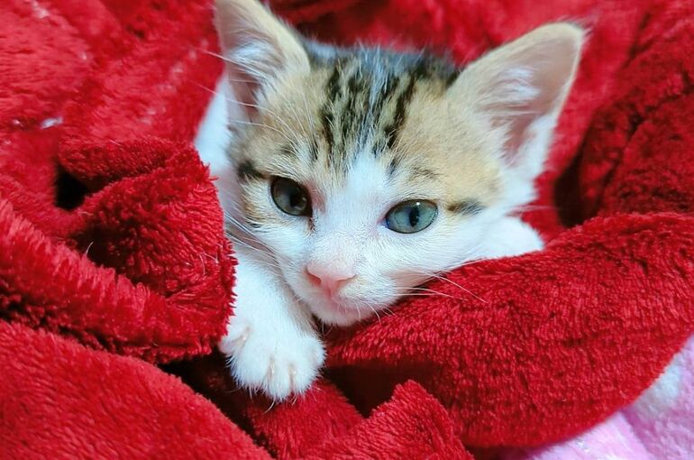 仔猫ちゃん達、里親様決定のご報告(≧▽≦) | ペットちゃんの火葬